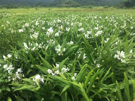 野薑花風水